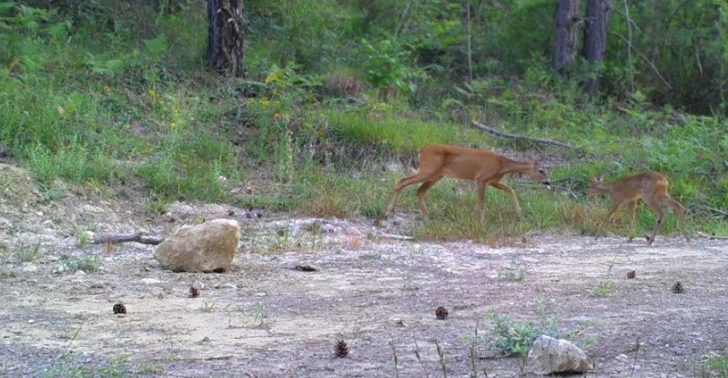 Safranbolu ormanında fotokapanla yaban hayatı görüntülendi. Yaban hayatının özel hayvanlarından bir de kendini gösterdi - Resim: 1