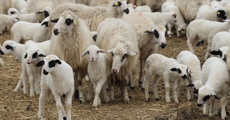 Isparta'da koyun ve keçi sürüleri için büyük tehlike! Çobanlar endişe içinde acil çözüm bekliyor - Resim: 1