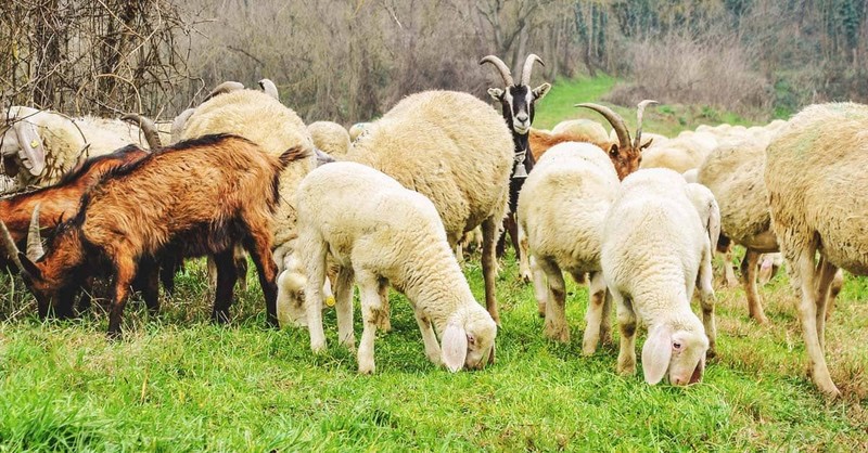 Tunceli'de 1000'lerce koyun ve keçide ortaya çıktı. Yayılırsa hepsi 1 hafta içinde ölecek. Yetkililer 28 gün boyunca yasakladı - Resim: 4