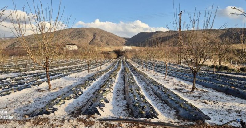 Malatya'da korkulan oldu, gökten bir anda patır patır yağmaya başladı. 100'lercesi paramparça oldu - Resim: 2