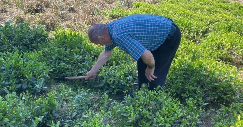 Artvin'de bahçede çaylar toplanırken bir anda çayların kökünden ortaya çıktı... 1 hamle yapan hayvan korkunç bir harekete imza attı - Resim: 3