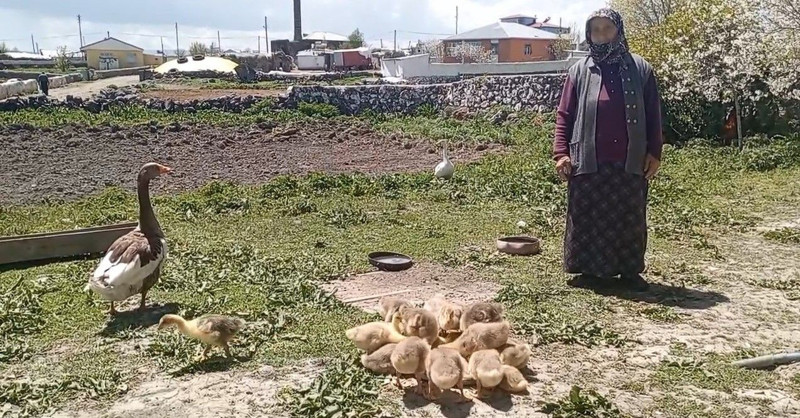 Kars'ta 10.000'lercesi var çok değerliydi ama şimdi o hayvan daha değerli hale geldi. Bir anda 4 bin 500'e fırladı - Resim: 4