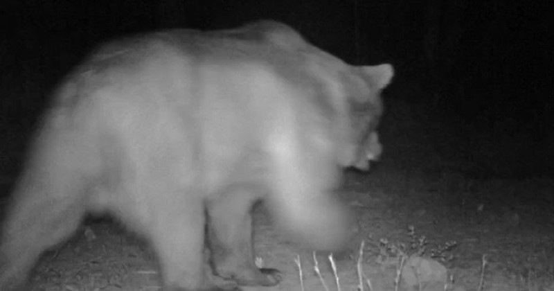 Safranbolu ormanında fotokapanla yaban hayatı görüntülendi. Yaban hayatının özel hayvanlarından bir de kendini gösterdi - Resim: 2