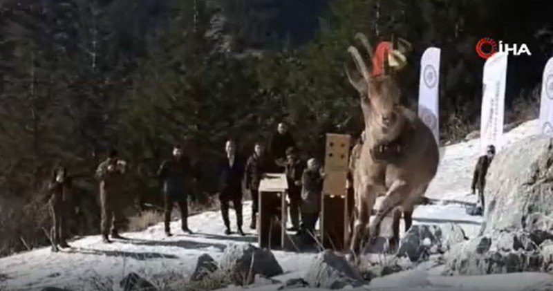 Afyonkarahisar’da resmi ekiplerin doğadaki tespitleri sonrası belirlendi. O hayvandan 7 tane ilk kez bırakıldı. Görürseniz şaşırmayın - Resim: 5