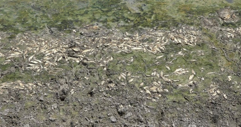 Kırklareli’nde su çekilince korkunç manzara ortaya çıktı, yüzlercesi kıyıya vurdu - Resim: 3