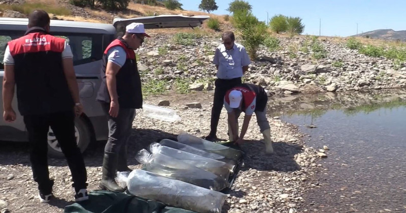 Elazığ’daki göl ve barajlara 5 milyon yavru bırakılacak. İlk aşamada 35 bini salındı - Resim: 1