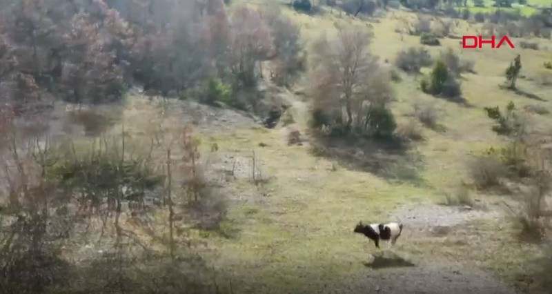 Karabük'te ineğini kaybeden köylü, imama başvurdu. İmamın ineği bulma taktiği şaşırttı - Resim: 3