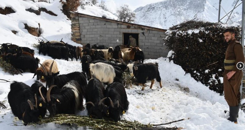 Şırnak'ta hayvan sahipleri -4 derecede karın altından kazıyarak tek tek çıkardı... 1000'lerce koyuna tutup götürmeseler hepsi telef olacak - Resim: 3