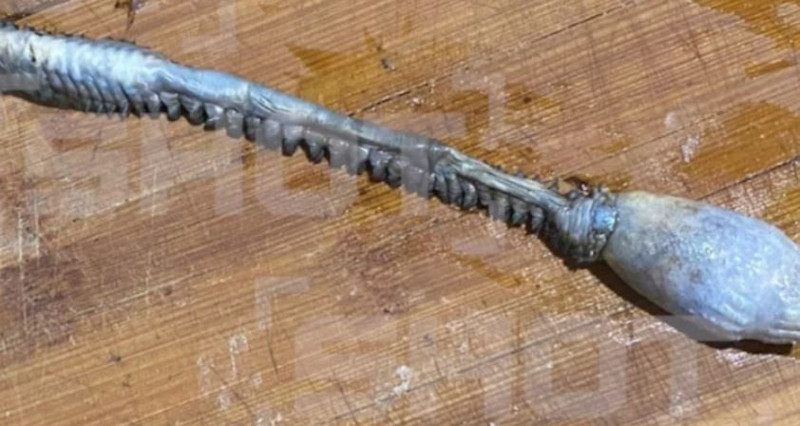 Karadeniz açıklarında balıkçılar ilk kez böyle 1 tane hayvan ile karşılaştılar. 1 tane hayvanı gören balıkçılar resmen hayrete düştü - Resim: 3