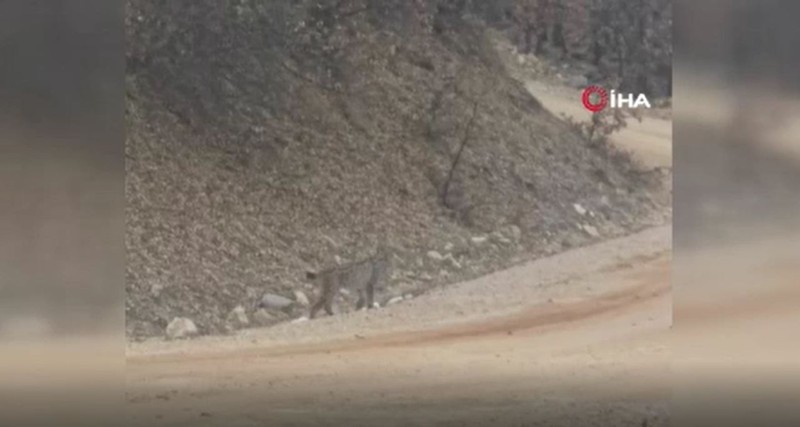 Tunceli'de nesli tehdit altındaki canlı, yol kenarına kadar indi. Çevresine aldırış etmeyen 'ormanın hayaleti' kameralara yakalandı - Resim: 1