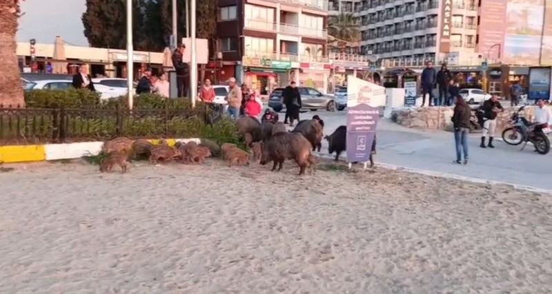 Aydın'da 10'larcası teker teker inmişti. Yakın bir tarihte 100'lercesi de teker teker inecek. Aydın'dan tüm Türkiye'ye hayvanla ilgili acil bir uyarı verildi - Resim: 2