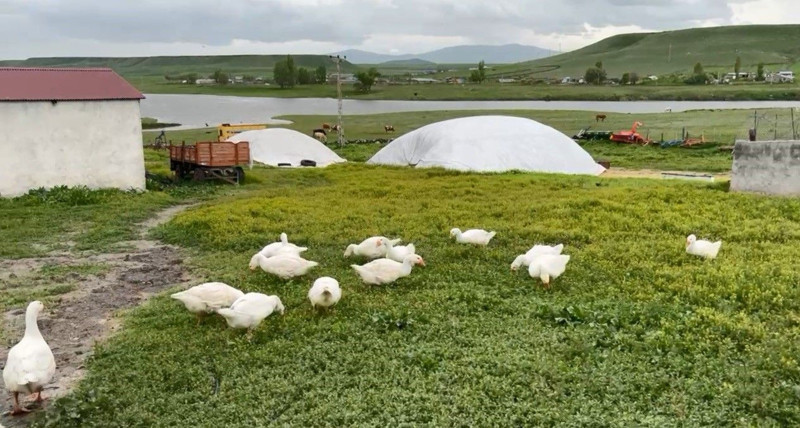 Kars'ta 10.000'lercesi var çok değerliydi ama şimdi o hayvan daha değerli hale geldi. Bir anda 4 bin 500'e fırladı - Resim: 1