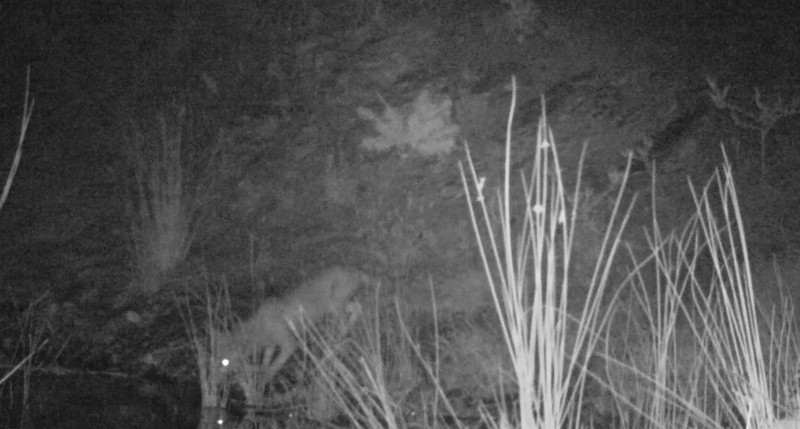 Denizli’de fotokapanlar farklı yönlere hareket eden onlarca canlıyı görüntüledi - Resim: 1
