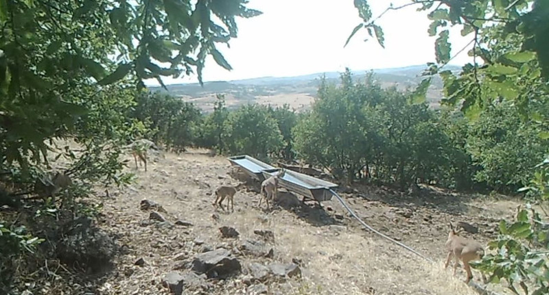Doğanın zarif varlıkları en doğal halleriyle göründü! Sırayla hareket ettiler - Resim: 3