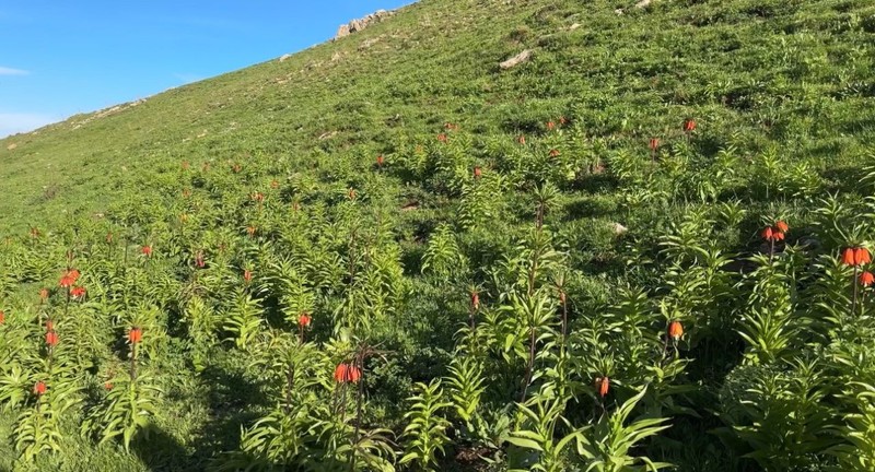Hakkâri’de doğada sadece 20 kalıp sonra yok olacaktı. Hepsine tek tek dokundular. Dokunanlardan kişi başı 557 bin 212 alınacak - Resim: 3