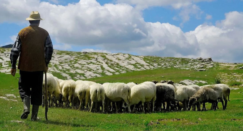 Muş’ta yaylada 600'den fazla koyununu otlatan çoban, bir anda çalılıkların arasında duran 2,3,4,5 taneyi fark etti. İçeri girince resmen karşısında onları gördü - Resim: 3