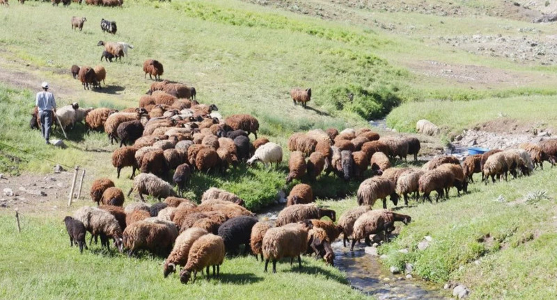 Gümüşhane’de 300'lerce koyununu otlatmaya çıkaran çoban, yaylada 1 tanesini fark etti. Acilen devreye giren ekipler 1 tane hakkında korkunç detayı açıkladı - Resim: 1