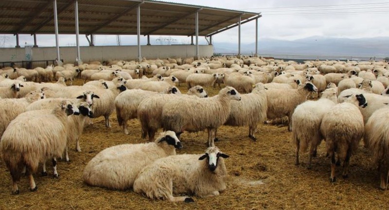 Amasya'da 6.000 tane daha doğacak... Çiftlikteki koyunun özelliğini duyanlar şaşırıp kalıyor. 2,5 ayda 10 kat büyüyerek 30 kilo oluyor - Resim: 4