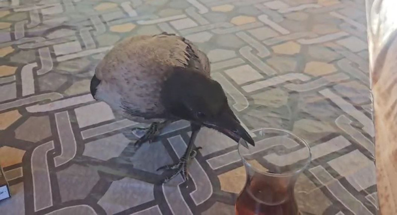 Veteriner hekimin tedavi ettiği karga, özgürlüğüne kavuştu - Resim: 1