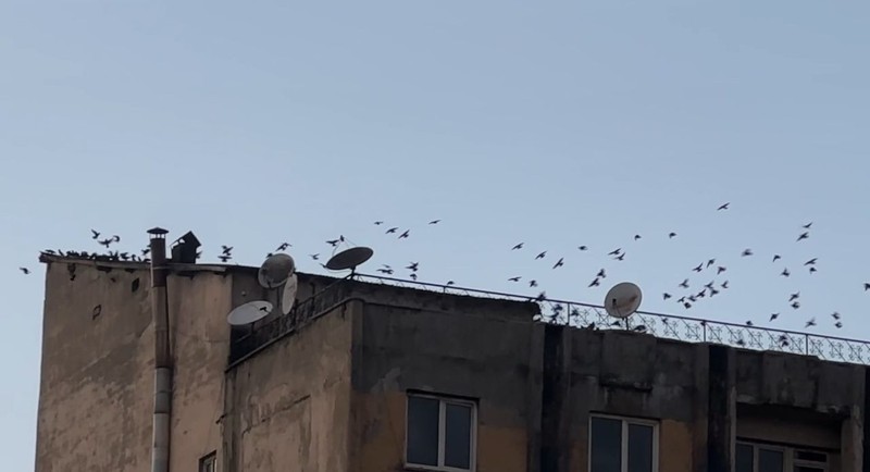 Hakkari üzerinden 1000'lercesi patır patır Türkiye'ye giriş yaptı... 1000'lerce o hayvandan sürü halinde gören vatandaşlar hemen kafasını o yöne çevirdi - Resim: 4