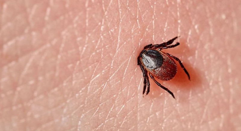 Sivas, Erzincan, Erzurum, Malatya, Tunceli, Elazığ ve Diyarbakır'da her yeri saran istilacı hayvanı görünce sakın bunu yapmayın! Yüzde 100 felaketi getiriyor - Resim: 5