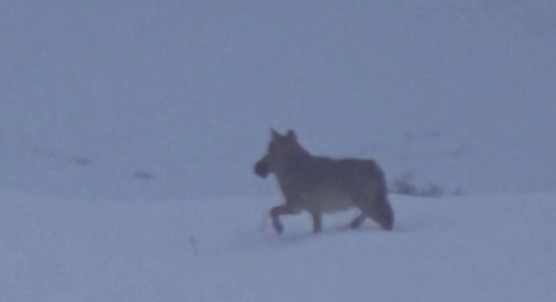 Sivas'ta doğa gezisine çıkan vatandaşın bir anda önüne çıktı! Ağzındaki detayı fark edince hayrete düştü - Resim: 3