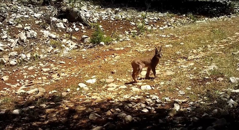 Burdur, Antalya ve Isparta'dan başka hiçbir yerde yok... Her yerde fellik fellik aranan hayvan 1,2,3 diyerek ortaya çıktı - Resim: 7