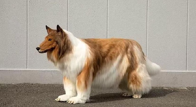 Kulaklarını kestirip köpeğe dönüştü... Sadece tek bir aktivitesini köpek olarak değil insan olarak yapıyor - Resim: 5
