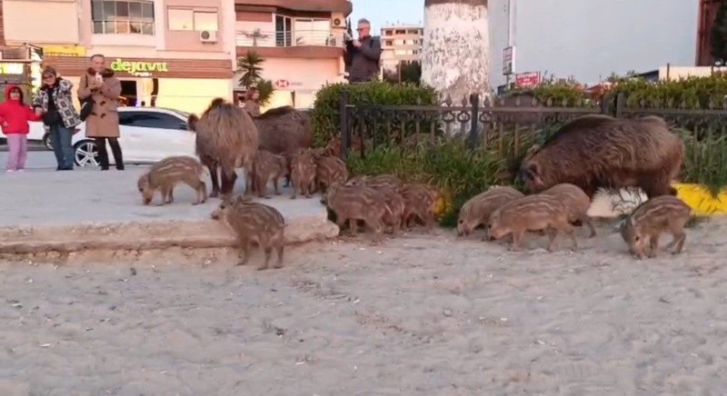 Aydın'da 10'larcası teker teker inmişti. Yakın bir tarihte 100'lercesi de teker teker inecek. Aydın'dan tüm Türkiye'ye hayvanla ilgili acil bir uyarı verildi - Resim: 4
