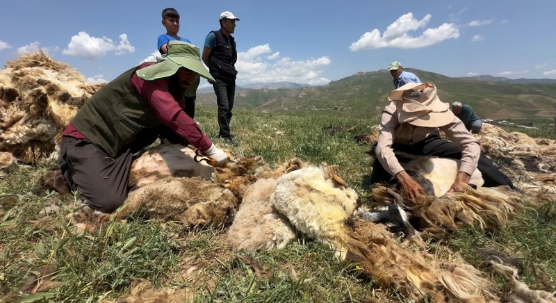 Hakkari'de 1000'lerce koyun çobanlar tarafından teker teker aynı işlemden geçirilecek! Gün başına 4.000'i alıp keyiflerine bakacaklar - Resim: 1