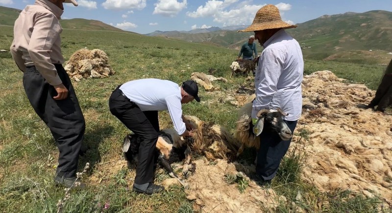 Hakkari'de 1000'lerce koyun çobanlar tarafından teker teker aynı işlemden geçirilecek! Gün başına 4.000'i alıp keyiflerine bakacaklar - Resim: 5