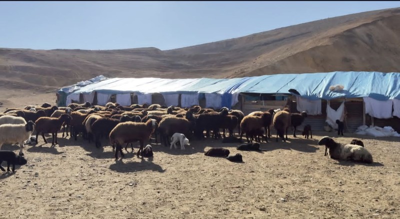 Elazığ’da 3 ilçede 10'larca koyun peş peşe üst üste yığılıp telef oldu. Ekipler acil olarak devreye girmek zorunda kaldı - Resim: 2