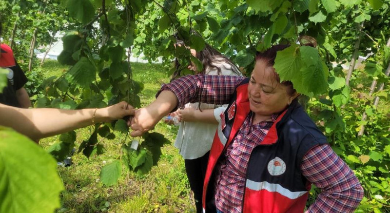 Kastamonu'da haftada bir çırpıda 200.000 ile çoğalan istilacı hayvana karşı hazırlık sürüyor. 5.000 yeni tanesi doğaya salındı - Resim: 6