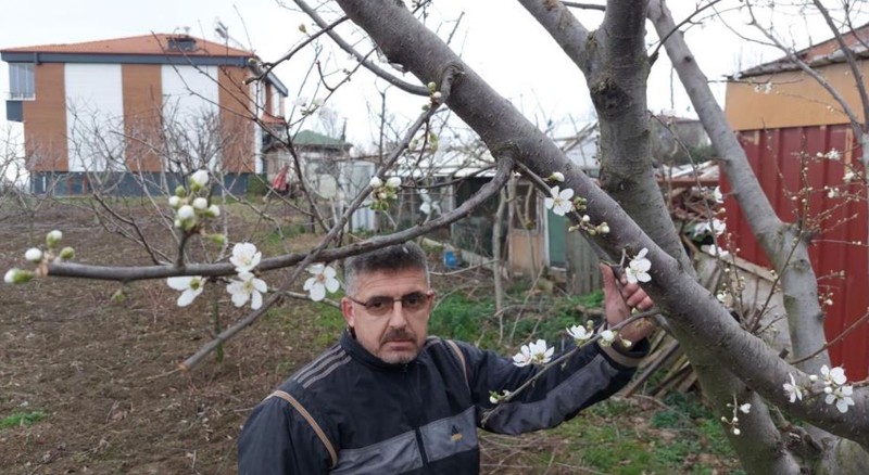 Samsun'da erik ağacını budamaya giden vatandaş, gördüğü manzara ile Türkiye'ye resmen kıyamet alameti haberi verdi.  "30 yıldır böylesini görmedim" - Resim: 4