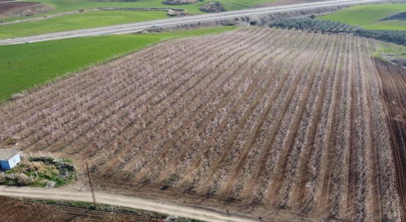 Adana'dan Türkiye'ye yüzde 80 felaket haberi. Şeftali ağacına bakmaya giden vatandaşın ağacın üzerinde karşılaştığı manzarayla elleri zangır zangır titredi - Resim: 3