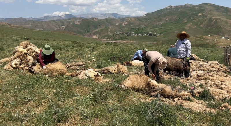 Hakkari'de 1000'lerce koyun çobanlar tarafından teker teker aynı işlemden geçirilecek! Gün başına 4.000'i alıp keyiflerine bakacaklar - Resim: 2