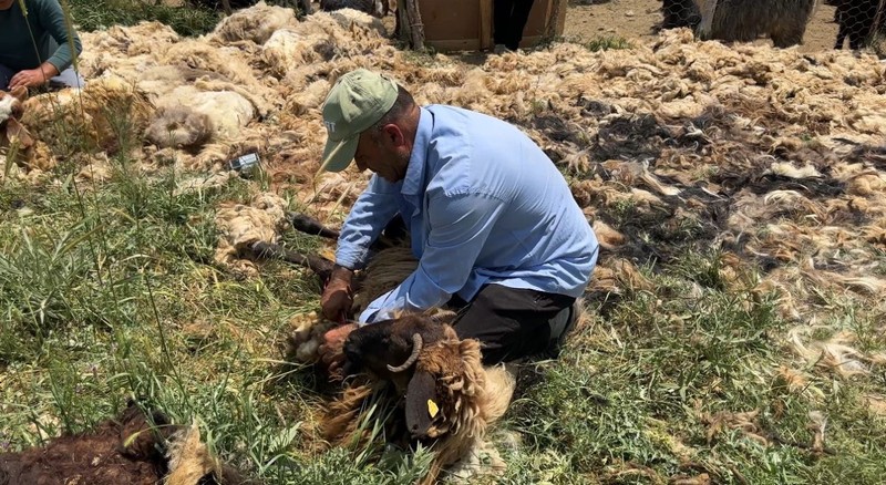 Hakkari'de 1000'lerce koyun çobanlar tarafından teker teker aynı işlemden geçirilecek! Gün başına 4.000'i alıp keyiflerine bakacaklar - Resim: 4