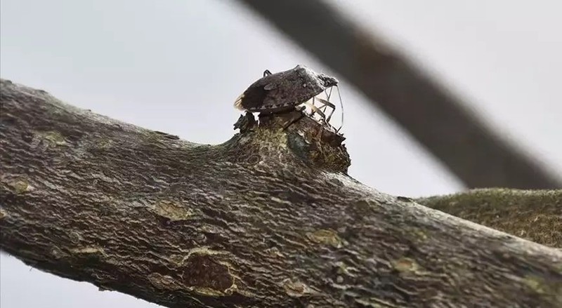 Karadeniz Bölgesi başta olmak üzere tüm Türkiye'de tarımı tehdit ediyordu. Yüzlerce bitki türüne zarar veren canlı hakkında uzmanından önemli açıklama geldi - Resim: 3