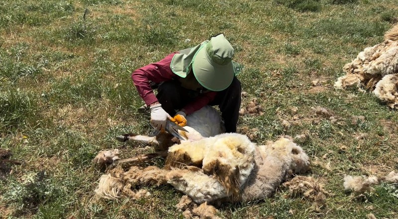 Hakkari'de 1000'lerce koyun çobanlar tarafından teker teker aynı işlemden geçirilecek! Gün başına 4.000'i alıp keyiflerine bakacaklar - Resim: 6