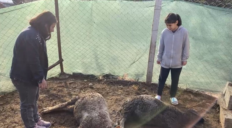 Osmaniye'de gece 8 tane koyununa yem veren kadın, sabah ahırına girdiğinde koyunun gözüne bakınca dehşete düştü - Resim: 2