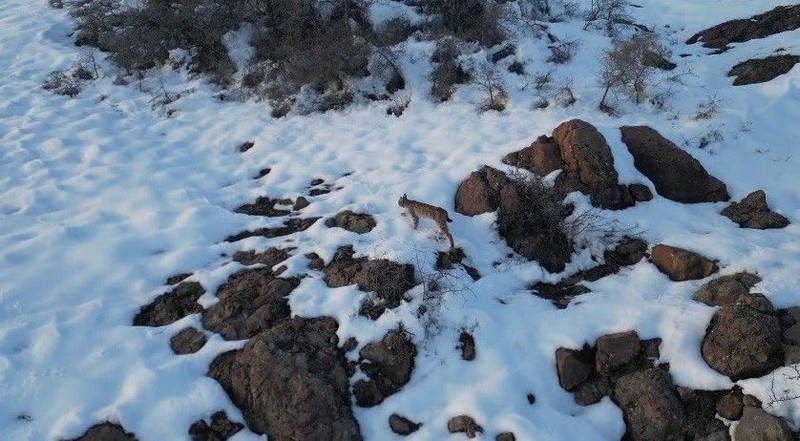 Bayburtlu vatandaş, karla kaplı arazide ilk defa karşısına çıkan nadir canlıyı görünce hemen kayda aldı - Resim: 1