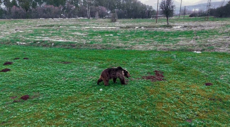 Erzincan'da tek 1 tanesi karlı arazinin ortasından ortaya çıktı. Yakında 200'lercesi Türkiye'nin her yerinden fırlayacak. Yaptığı hareket şaşırttı - Resim: 3