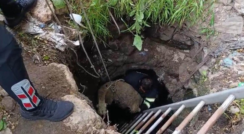 Diyarbakır'da 2 metrelik kuyudan gelen acı acı inlemeler üzerine resmi ekipler hemen harekete geçti. 1 tanesini içeride buldular - Resim: 1