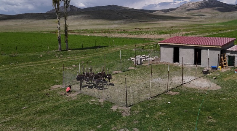 Ağrı’dan Sivas’a ilk başta 9 tanesini getirip çiftliğe yerleştirdi. Sivas’ta o 9 tane hayvanı gören vatandaşlar ilk kez görmeleri nedeniyle büyük heyecan yaşadı - Resim: 3