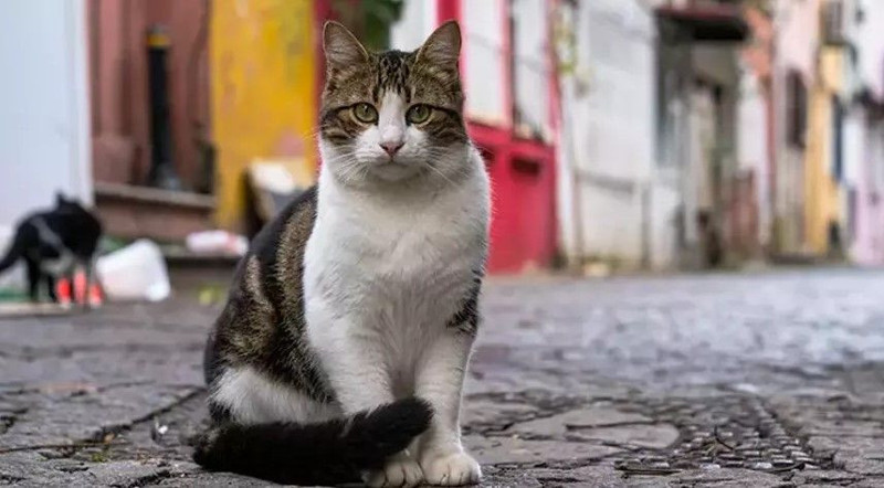 Bilgisayar korsanlarından "kedili" tuzak: Google'da aratırken dikkatli olmanız gereken o kelimeler! - Resim: 4