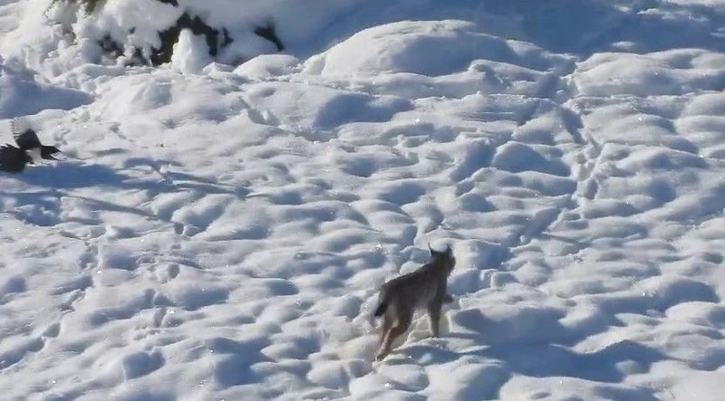 Erzurum'un profesyonel dağcı fotoğrafını çekti. Bir anda buz gibi soğukta karın arasında ortaya çıktı - Resim: 2