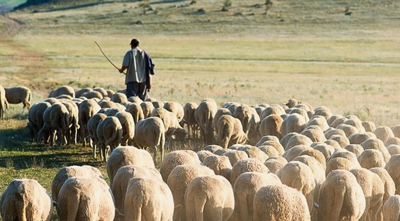 Hakkari'de 300'lerce koyuna bakan çoban, Türkiye'yi bekleyen korkunç gerçeği Hakkari'de açıkladı! 300'lerce koyuna bakan çobanlar hakkında "İran" detayı - Resim: 5