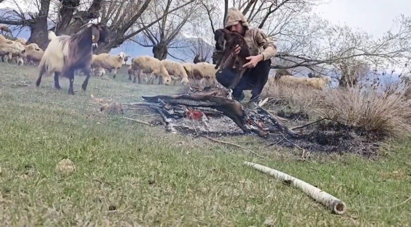 Erzincan'da 500'den fazla koyununu otlatmaya çıkaran çoban, koyunları otlatırken aniden sürpriz bir  doğa olayı yaşandı! Sadece 1 tane hayvan için bunu yaptı - Resim: 1