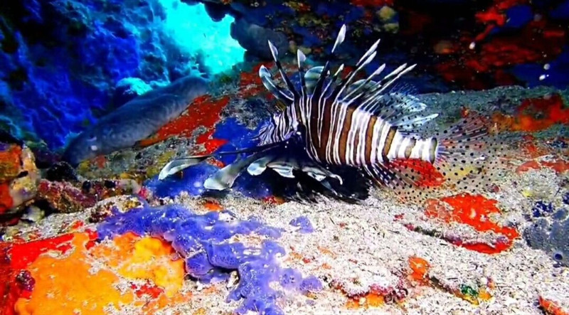 Hint kökenli istilacı 12 metrede ortaya çıktı, dikenleriyle yaklaşanı uzak tutuyor - Resim: 5