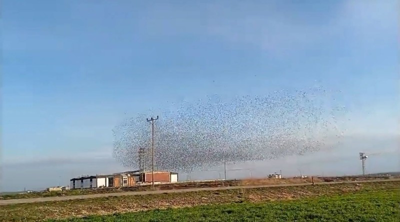 Diyarbakır'da gökyüzünü bir anda kapladılar. 1000'lercesinin ani hareketleri ve sesleri dikkat çekti - Resim: 2